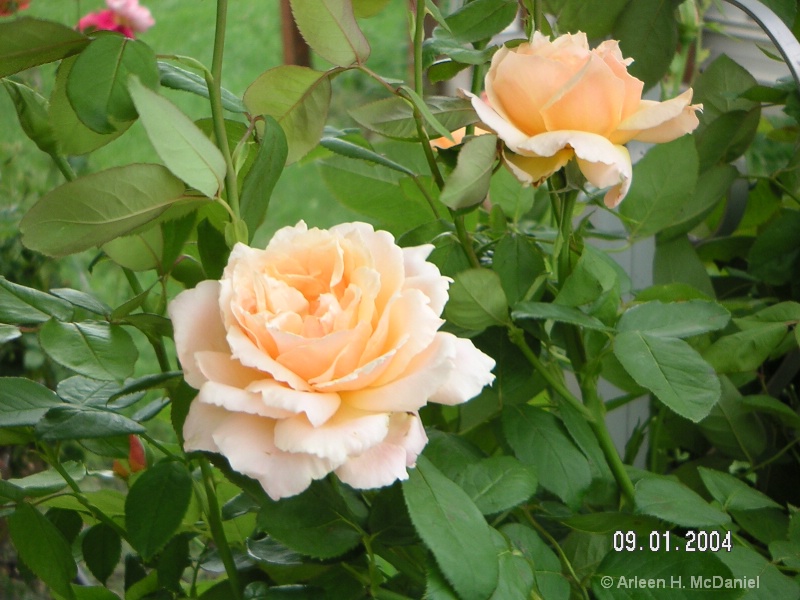 Minolta DiMAGE X20 roses