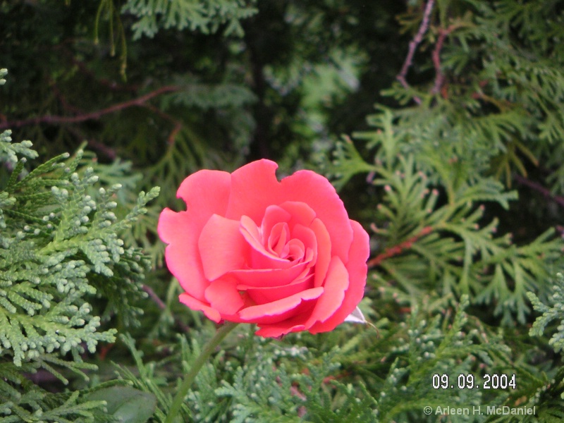Rose growing through Arborvitae  M F Oregon 