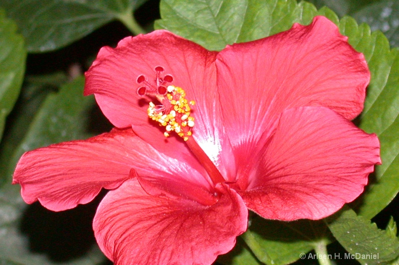 Red Bloom closeup moody gardens Galveston