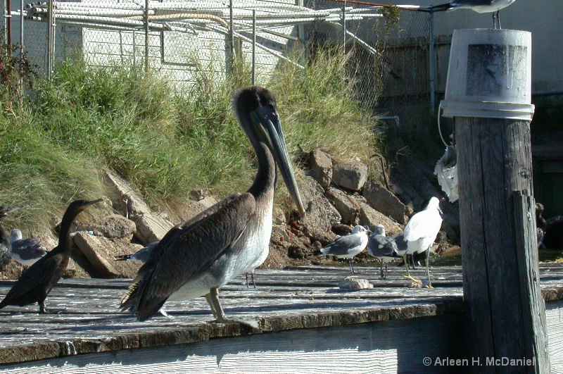 Pelican watching Galveston Bay