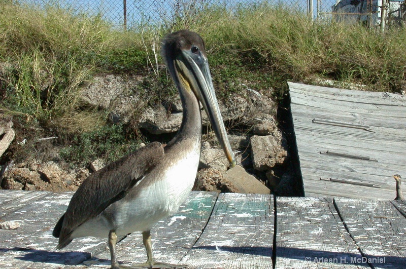  Pelican (Galveston Duck Tours) Galveston Bay