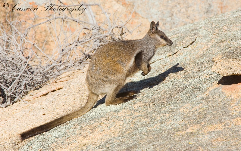 Black Flanked Rock Wallaby 7