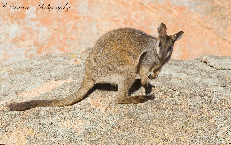 Black Flanked Rock Wallaby 5