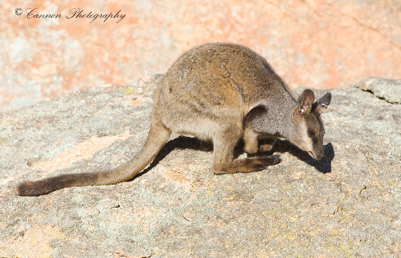 Black Flanked Rock Wallaby 3