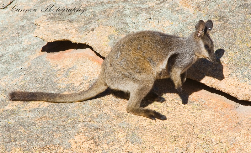 Black Flanked Rock Wallaby 2
