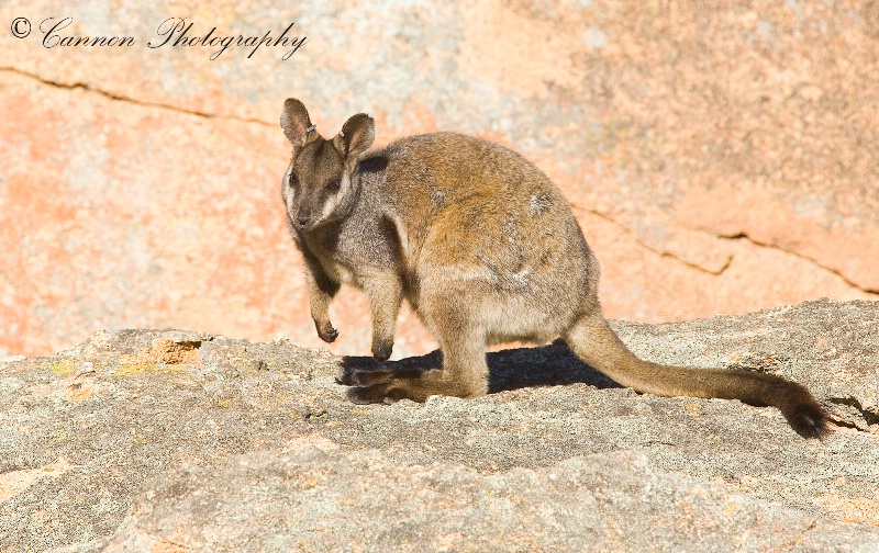 Black Flanked Rock Wallaby 1