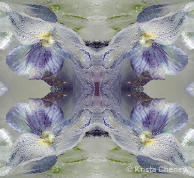 Pansy in ice II - kaleidoscopic - ID: 14408049 © Krista Cheney
