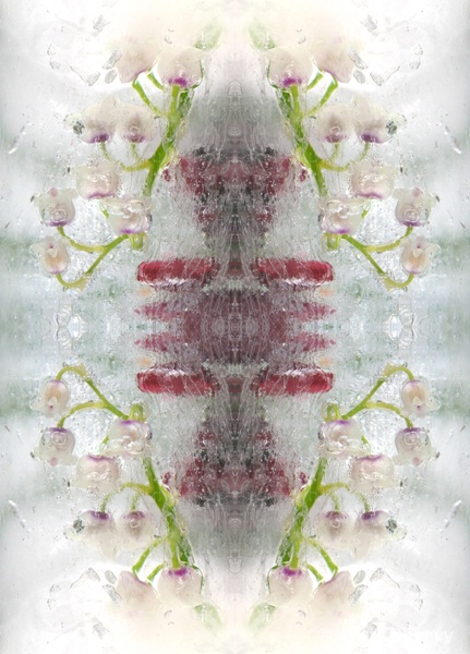 Lily of the valley in ice - kaleidoscopic - ID: 14408058 © Krista Cheney