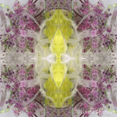 Sedum in ice II - kaleidoscopic - ID: 14408059 © Krista Cheney