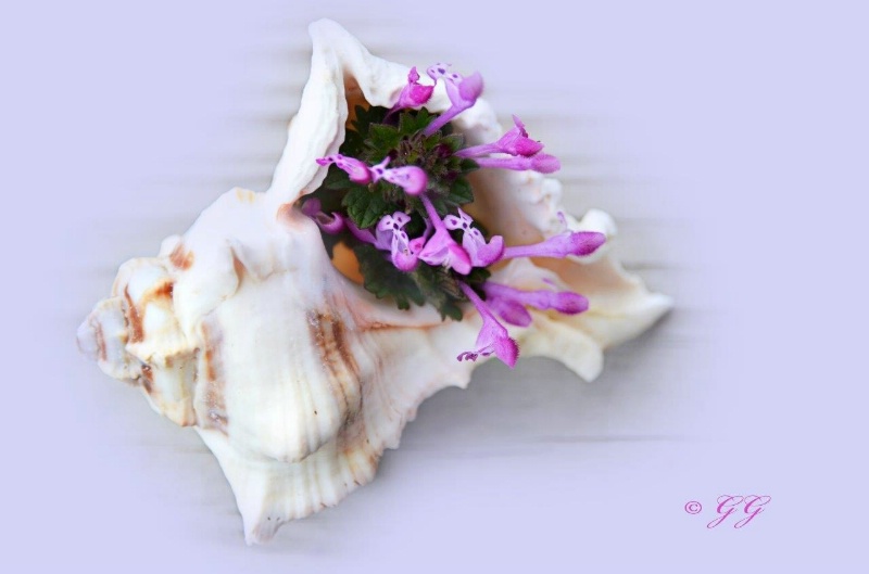 Seashell Blooms