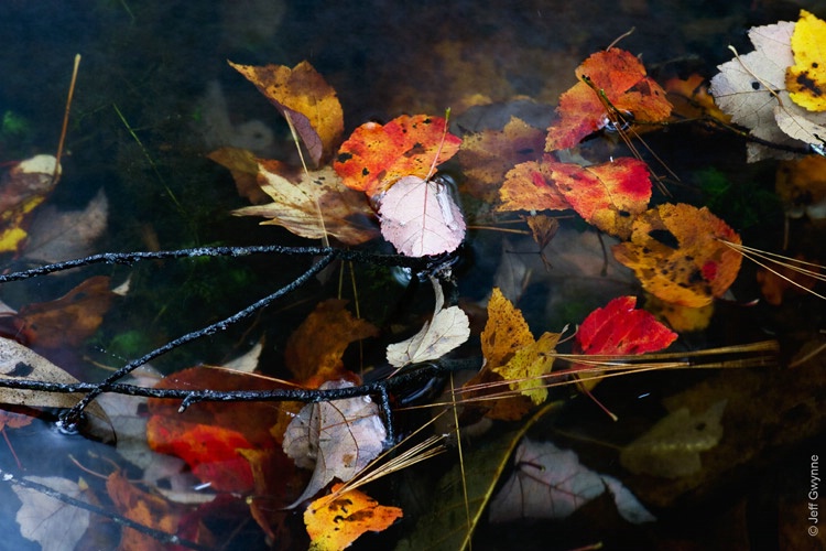 Pond at Connemara - ID: 14409435 © Jeff Gwynne