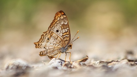 Butterfly walking