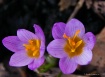 Hello Spring!