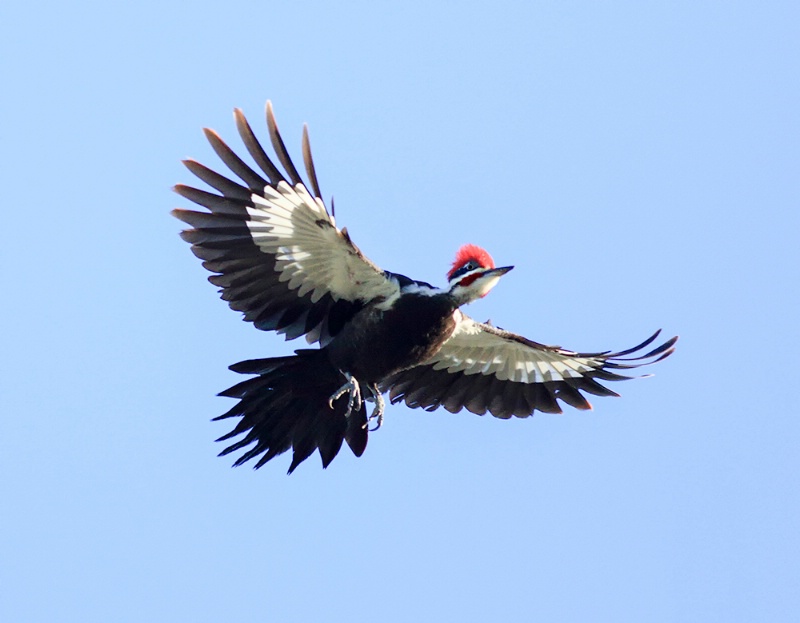 Pileated Woodpecker In Flight