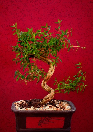 Bonsai