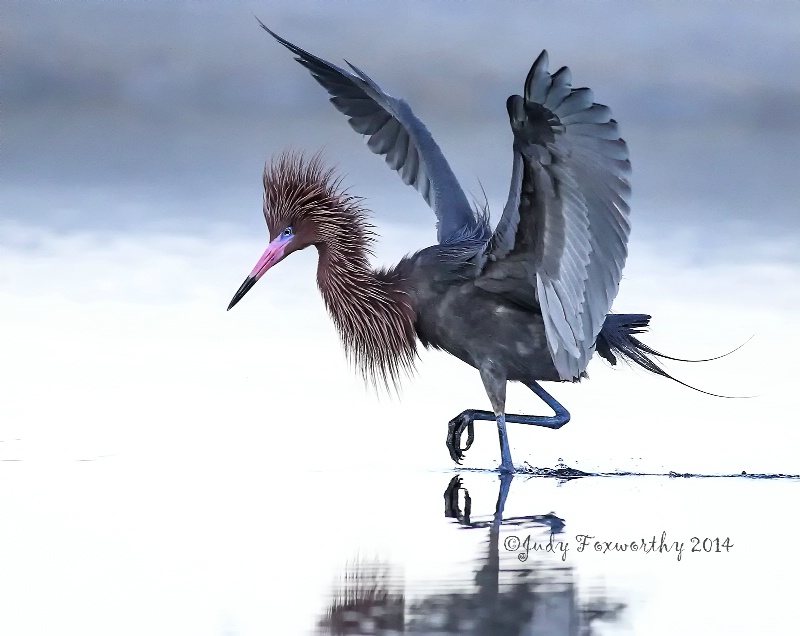 Reddish Egret