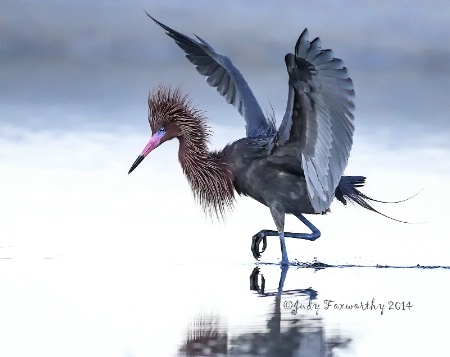 Reddish Egret