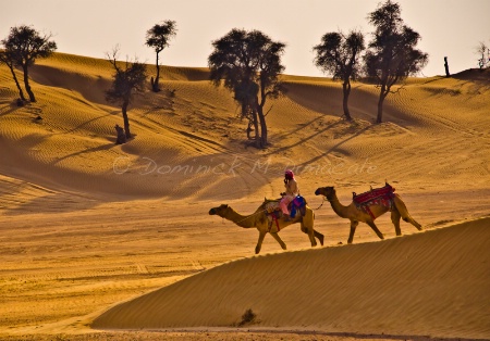 ~ ~ CAMELS IN THE DESERT ~ ~