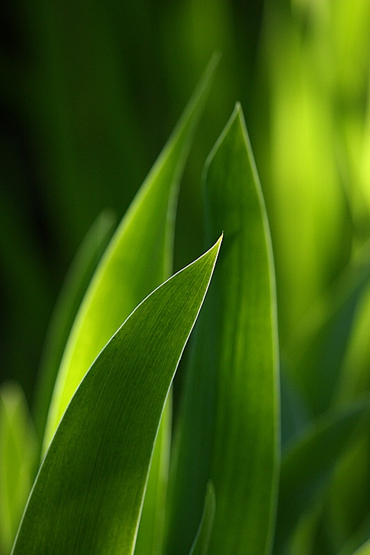 Green accents