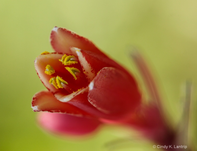 Little Red Beauty