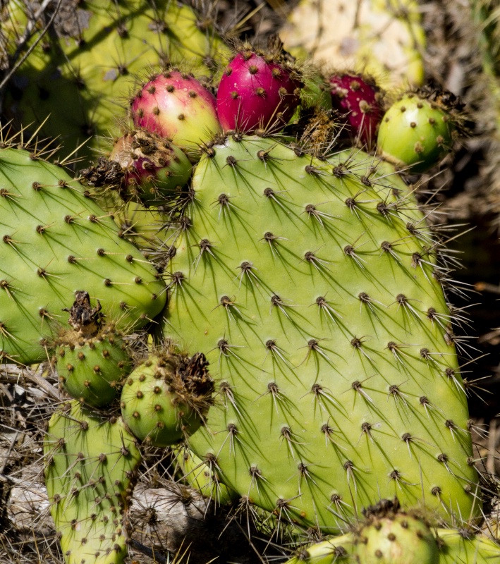 Coastal Prickly Pear Cactus