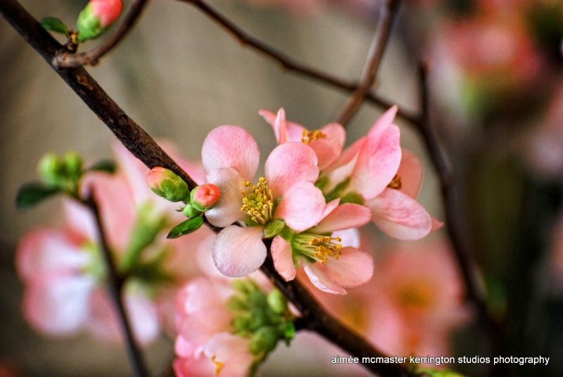 a blossom for jeana