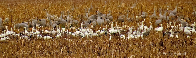 Sandhill Crane Migration #2