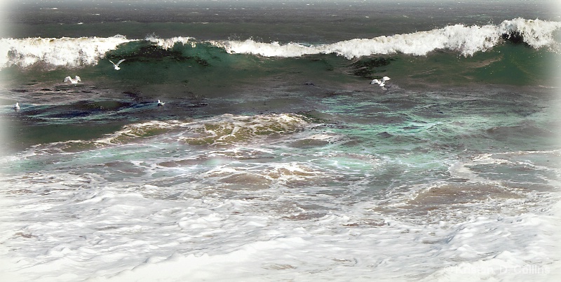 Seagulls Surfing