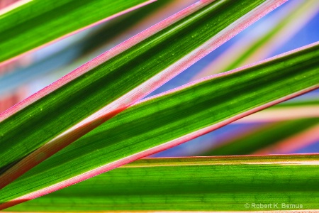 Indoor palm, morning light