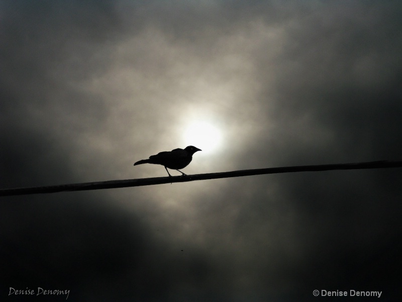 BLACKBIRD WITH SUN BEHIND CLOUDS