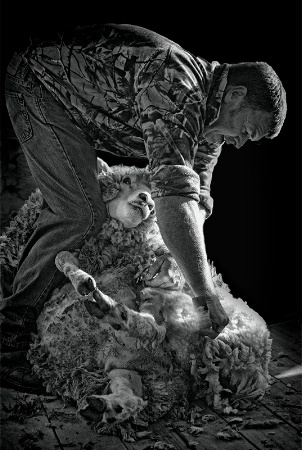 Old Way Shearing