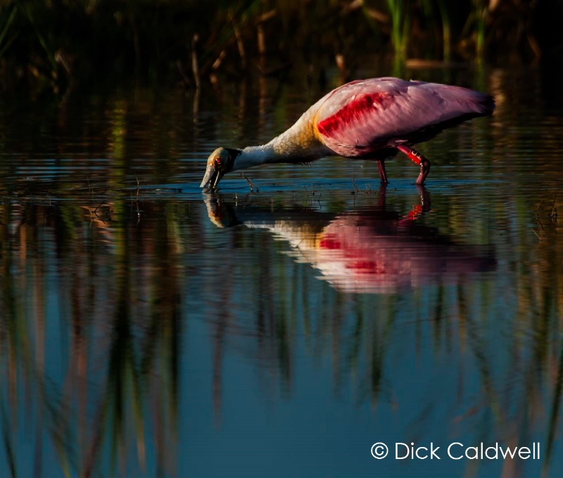 Spoonbill.  Everglades National Park, FL.