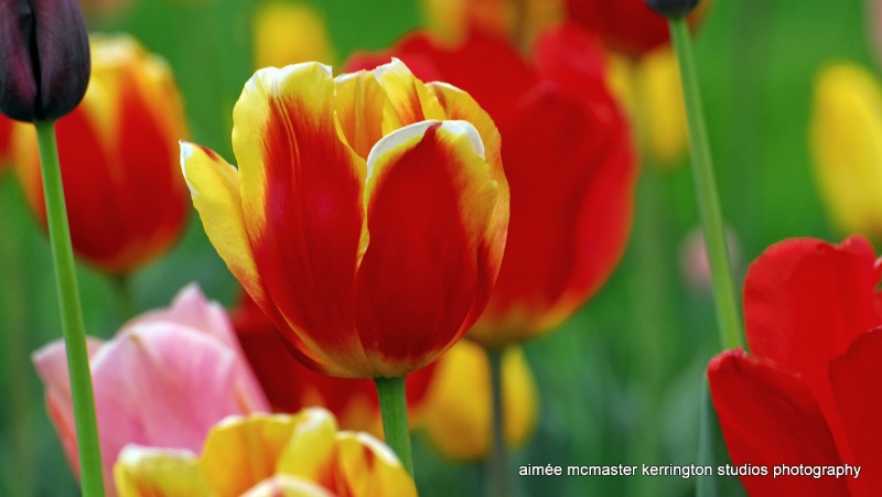 tulips of may