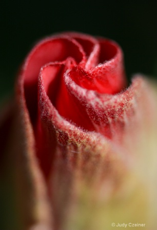 Hibiscus Unfolding