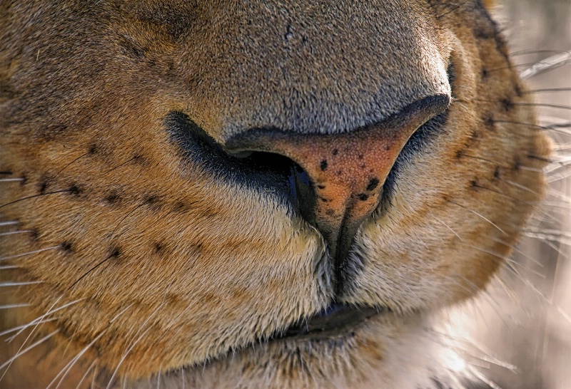 detail of a white lion - ID: 14414215 © Birthe Gawinski