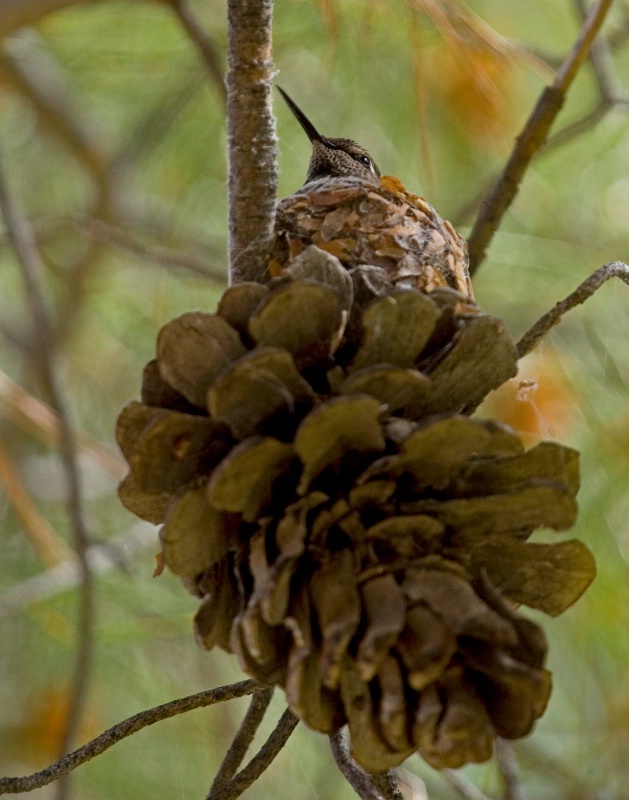 Living on a Pinecone