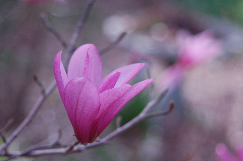 Delicate Japanese Magnolia