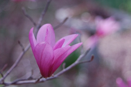 Delicate Japanese Magnolia