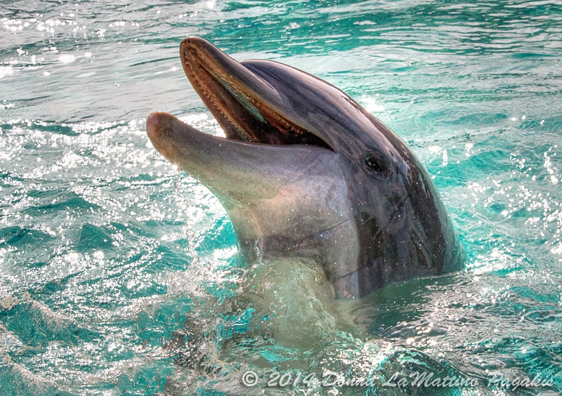 I Love Dolphins 