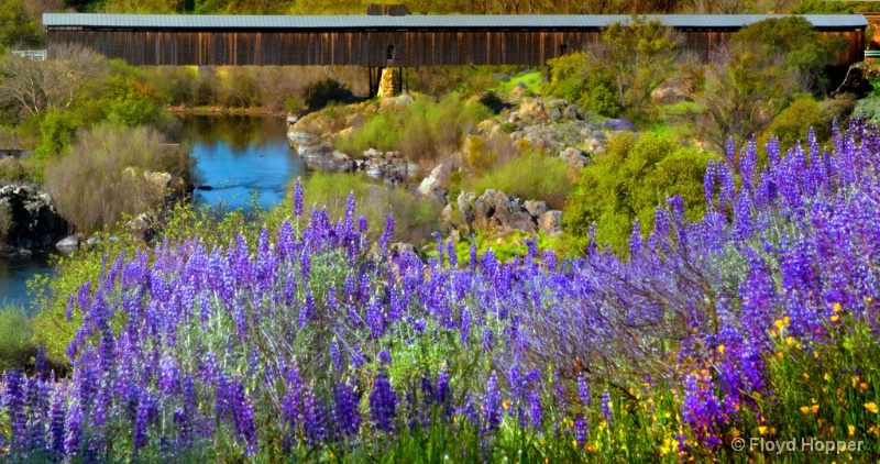 Lupines and Covered Bridge