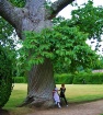 An English Park