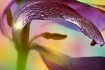 ~ Welcome Spring!...