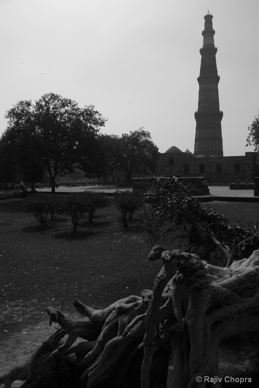 The Tree And The Qutb