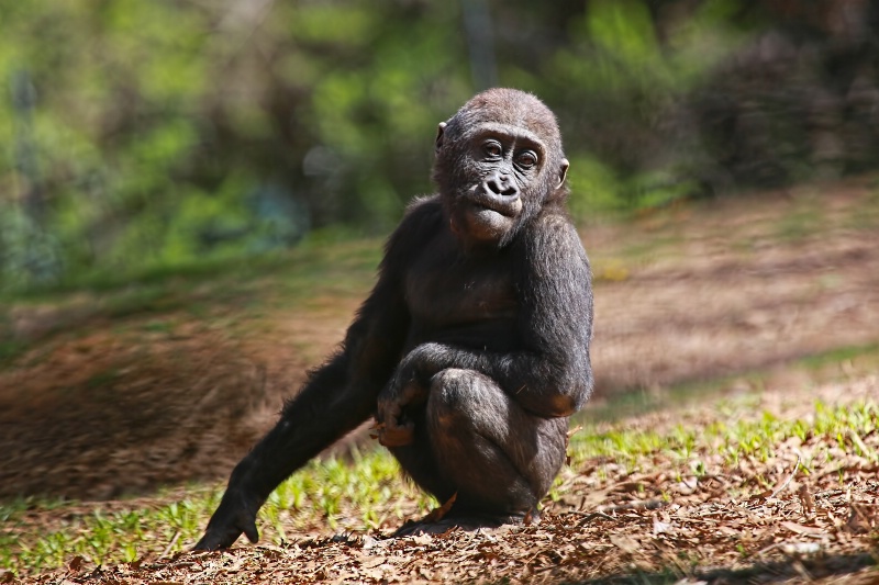 Juvenile gorilla