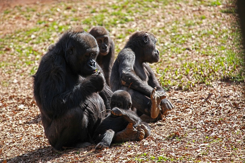 Mama Gorilla and her babies