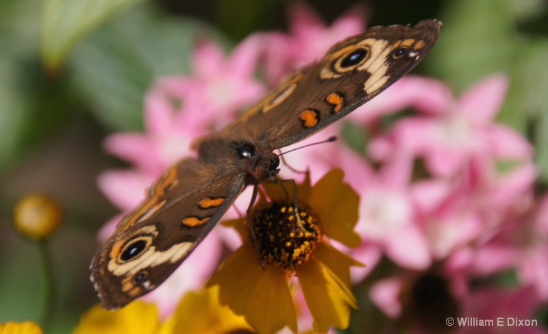 Buckeye Butterfly Closeup