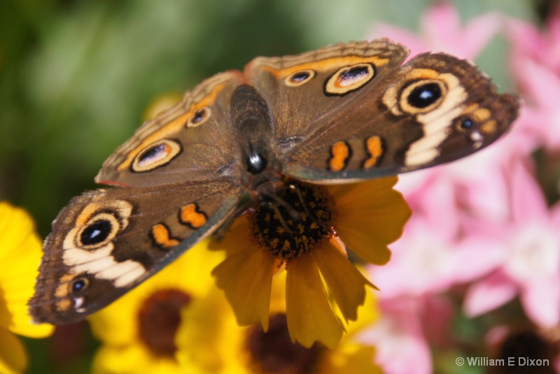 Closeup of a Buckeye Butterfly