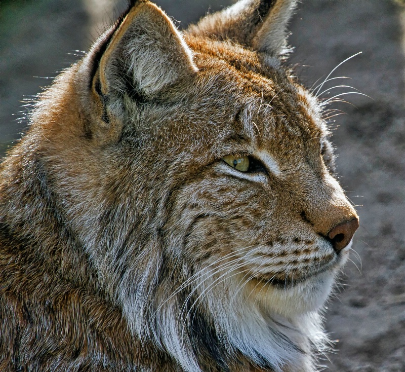 lynx - ID: 14415504 © Birthe Gawinski