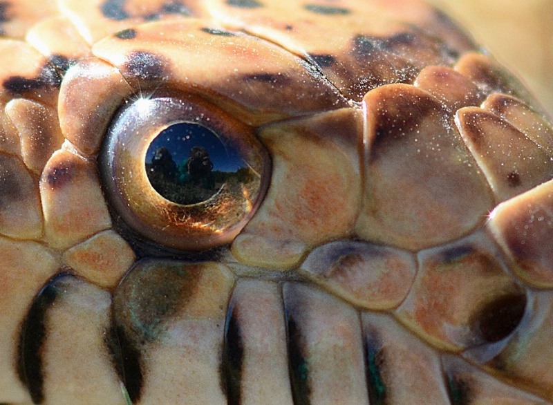Snake Eye - ID: 14415507 © Sherry Karr Adkins