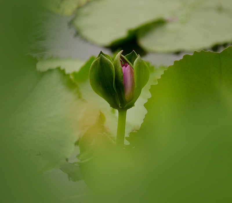 Lotus bud